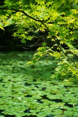 lush autumn leaves
Japanese summer scenery.