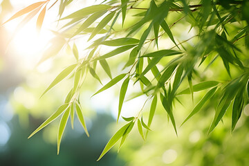 bamboo leaves in the sun