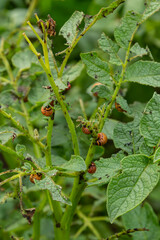 potato cultivation destroyed by larvae and beetles of Colorado potato beetle, Leptinotarsa decemlineata, also known as the Colorado beetle, the ten-striped spearman, the ten-lined potato beetle