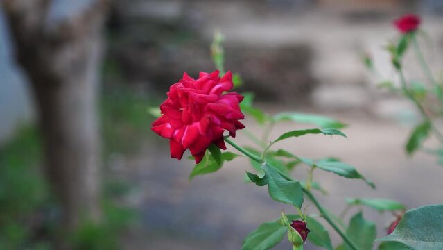 Red Rose Flower