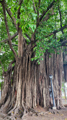 Tree of La Mar park at Cinfuegos on Cuba