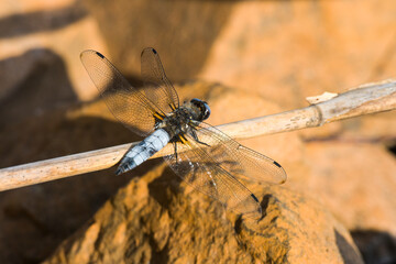 Großer Blaupfeil (Orthetrum cancellatum)