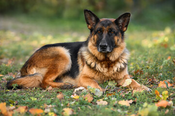 beautiful german shepherd dog lying outdoors on grass and fallen leaves