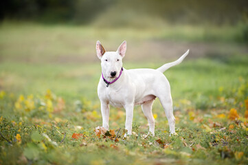 white english bull terrier in a purple collar standing outdoors in autumn