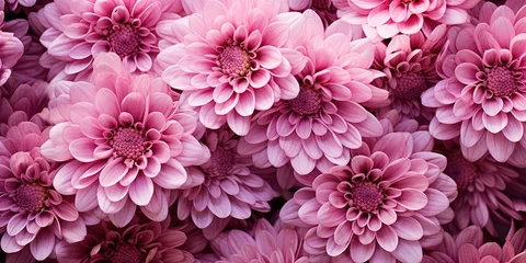 Fotobehang Flowers background banner texture - Closeup of pink beautiful blooming chrysanthemums chrysanthemum field © Влада Яковенко