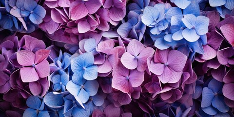 Obraz premium Flowers background banner texture - Closeup of purple blue beautiful blooming hydrangea field