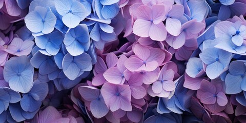 Flowers background banner texture - Closeup of purple blue beautiful blooming hydrangea field