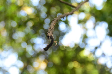 spider on a branch 