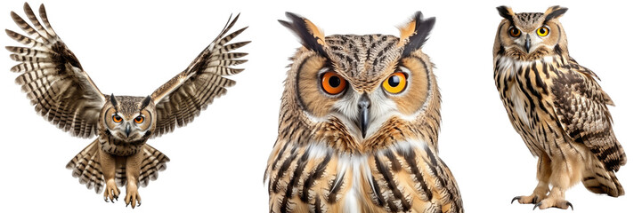 Eagle owl collection (portrait, standing, flying), animal bundle isolated on a white background as transparent PNG - obrazy, fototapety, plakaty