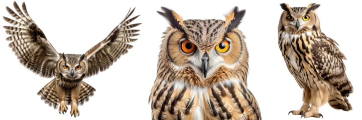 Gardinen Eagle owl collection (portrait, standing, flying), animal bundle isolated on a white background as transparent PNG © Flowal93