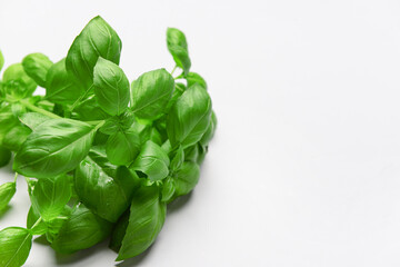 Fresh green basil on grey background