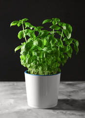 Pot with fresh green basil on grey table