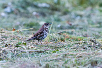 Singdrossel (Turdus philomelos)