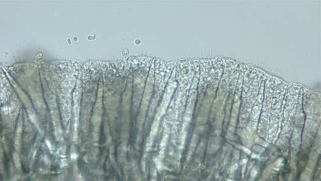 Sea slug Nudibranchia under microscope, Onchidorididae, genus Onchidoris. Spicules and cilia are visible on mantle. White Sea, size 2-3 mm