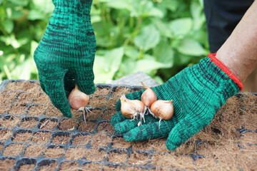 Close up gardener hand is seeding shallot bulbs in seedling tray in garden. Concept, agricultural activity. Gardening process in agriculture works.    - obrazy, fototapety, plakaty