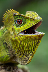 The Chameleon Forest Dragon (Gonocephalus chamaeleontinus) is native to the rainforests of Indonesia.