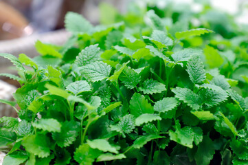 fresh mint leaves