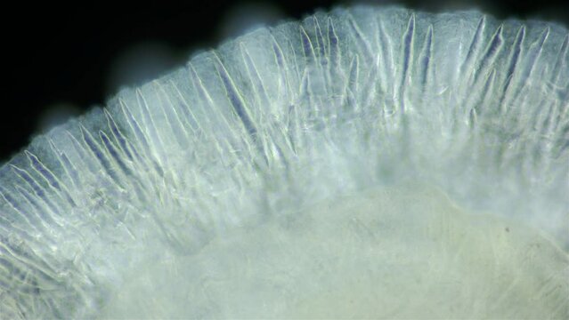 Sea slug Nudibranchia under microscope, Onchidorididae, genus Onchidoris. Spicules and cilia are visible on mantle. White Sea, size 2-3 mm
