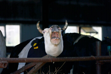 a cow in a stall on a farm