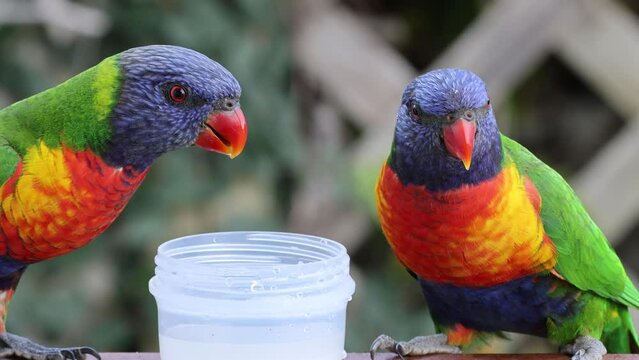 Close up of a couple of rainbow lorikeet birds drinking water from a plastic cup.