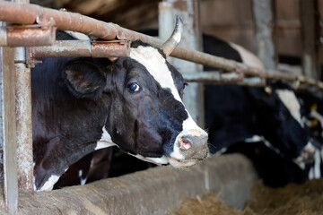 a cow in a stall on a farm