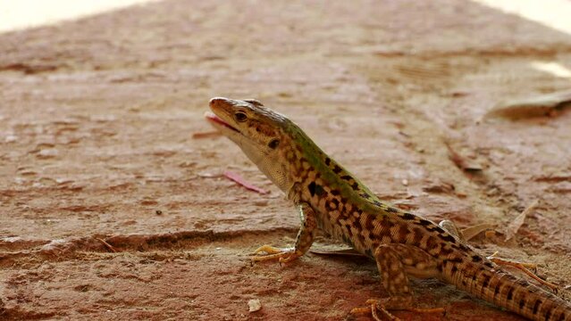 Lizard (Podarcis siculus) sticks out its tongue in 4K VIDEO. Close-up of exotic reptile in natural environment.