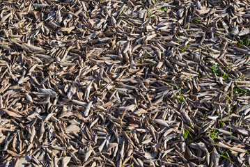 carpet of dry leaves in autumn natural background or pattern 
