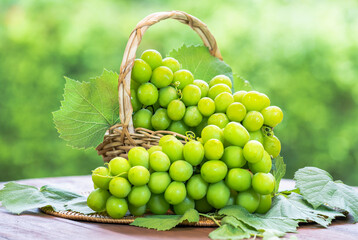 Shine Muscat Grape with leaves in blur background. Sweet grape with leaf on green bokeh background.
