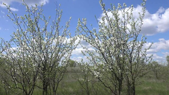 European wild apple (Malus sylvestris). Plot of forest-steppe, blooming wild fruit trees. Type of biocenosis close to natural, primal steppe. Rostov region, Russia