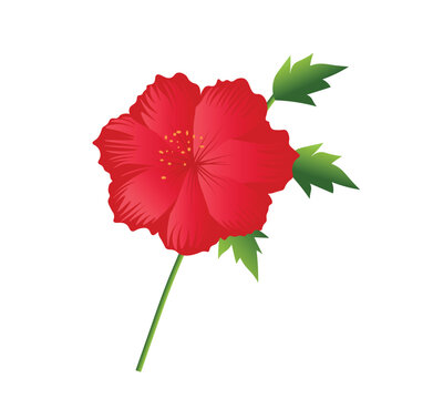 hibiscus flower with green leaves 
isolated on white background.
