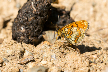 Wachtelweizen-Scheckenfalter (Melitaea athalia)	