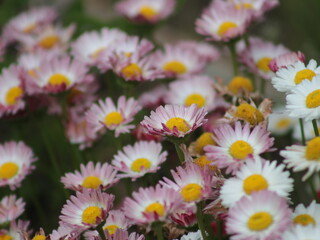 A lot of small multi-colored flowers daisies