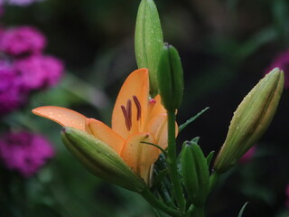 Salmon lily on the background of large green leaves and small purple flowers