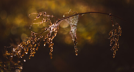 spider web on the branch