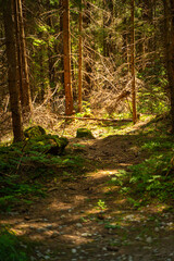 Scenic views from the heart of the Tatra Mountains, featuring the enchanting Polana Rusinowa, the picturesque Gęsia Szyja, and the breathtaking Hala Gąsienicowa. Explore the serene beauty. © Tomasz