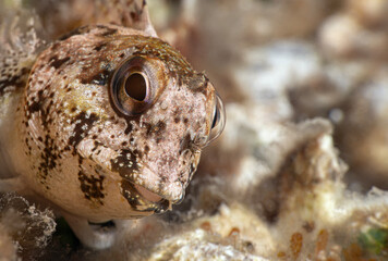 Close-up fish Lipophrys trigloides. Species of combtooth Mediterranean blenny fish - Lipophrys trigloides. Lipophrys trigloides is a species of combtooth blenny. Canakkale Türkiye

