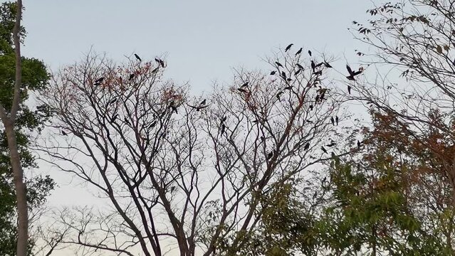 A gathering of menacing black ravens takes to the sky, creating a Halloween ambiance.
