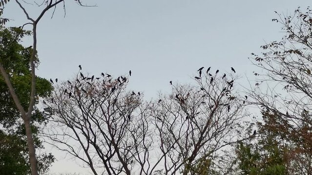 A group of spooky black ravens flies around the treetops, setting a Halloween scene.
