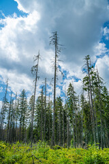 Scenic views from the heart of the Tatra Mountains, featuring the enchanting Polana Rusinowa, the picturesque Gęsia Szyja, and the breathtaking Hala Gąsienicowa. Explore the serene beauty. © Tomasz