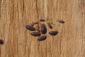 Common rough woodlice, rough woodlouse (Porcellio scaber), family Porcellionidae. On an old weathered wooden board. Dutch garden. Netherlands, Autumn, September