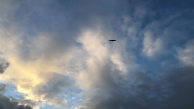 Follow shot of eagle flying toward sunset, revealing the valley and hills of Zahara de la Sierra, Spain.
