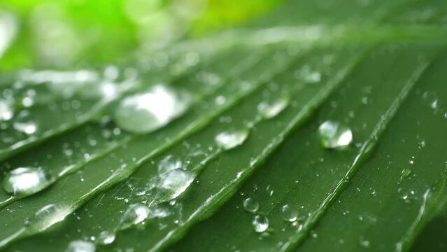 Rain water drops on a leaf
