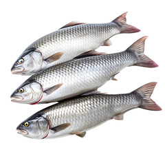 Obraz premium Fresh whole grass carp fish at the seafood market on transparent background cutout - Generative AI 
