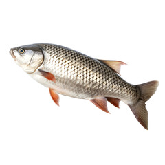 Fototapeta premium Fresh whole grass carp fish at the seafood market on transparent background cutout - Generative AI 