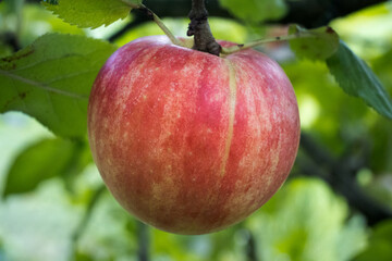 Jabłko, owoc.