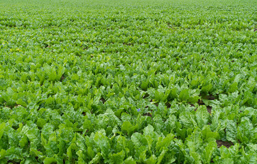 Sugar Beet Field, Turnips, Rutabagas, Young Beets Leaves, Sugar Beet Agriculture Landscape