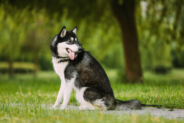 Husky Dog Sit In Walkway. Summer Park. Funny Lovely Pet Dog.