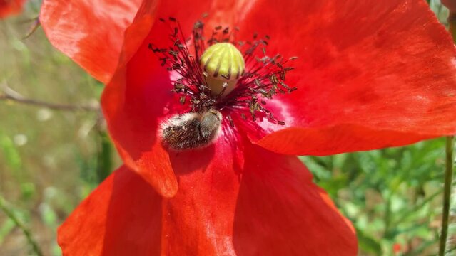 Blossom feeder (Epicometis hirta) on blooming canker rose (Papaver rhoeas) in steppe zone of Crimea. Feeds on flowers