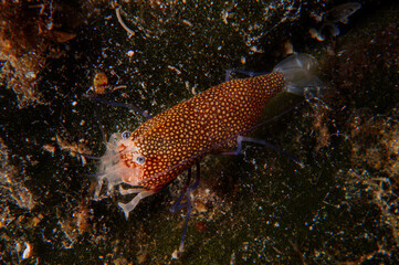 Underwater scenic image of Spotted Bumblebee Shrimp... Canakkale Türkiye	