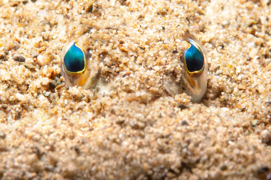 Greater weever fish (Trachinus draco) buried underwater in the sandy sea floor of the Mediterranean Sea.